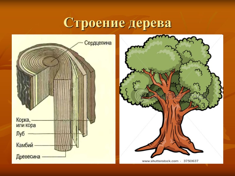 Строение дерева